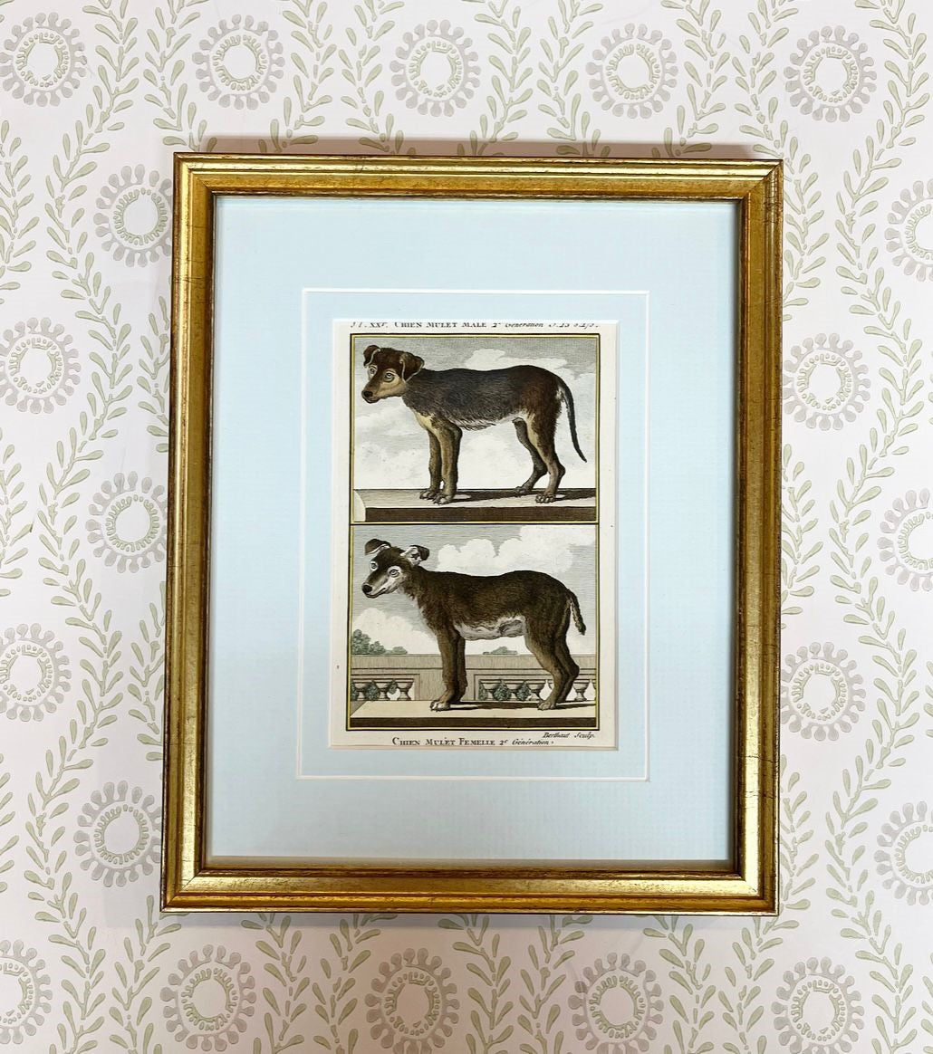 A Set of Nine French 18th Century Hand-Coloured Copper Engravings of Dog Breeds by Comte de Buffon
