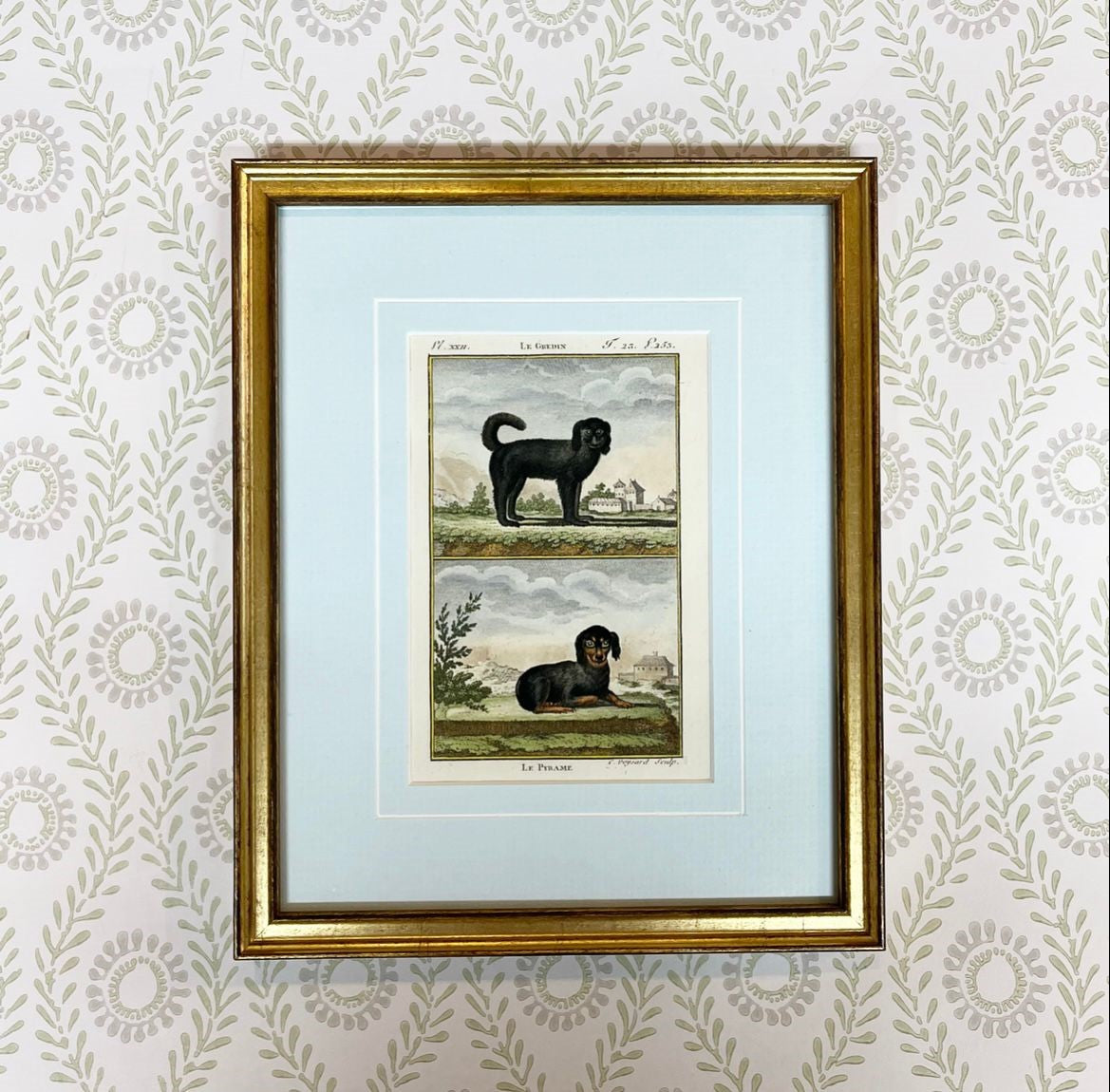 A Set of Nine French 18th Century Hand-Coloured Copper Engravings of Dog Breeds by Comte de Buffon