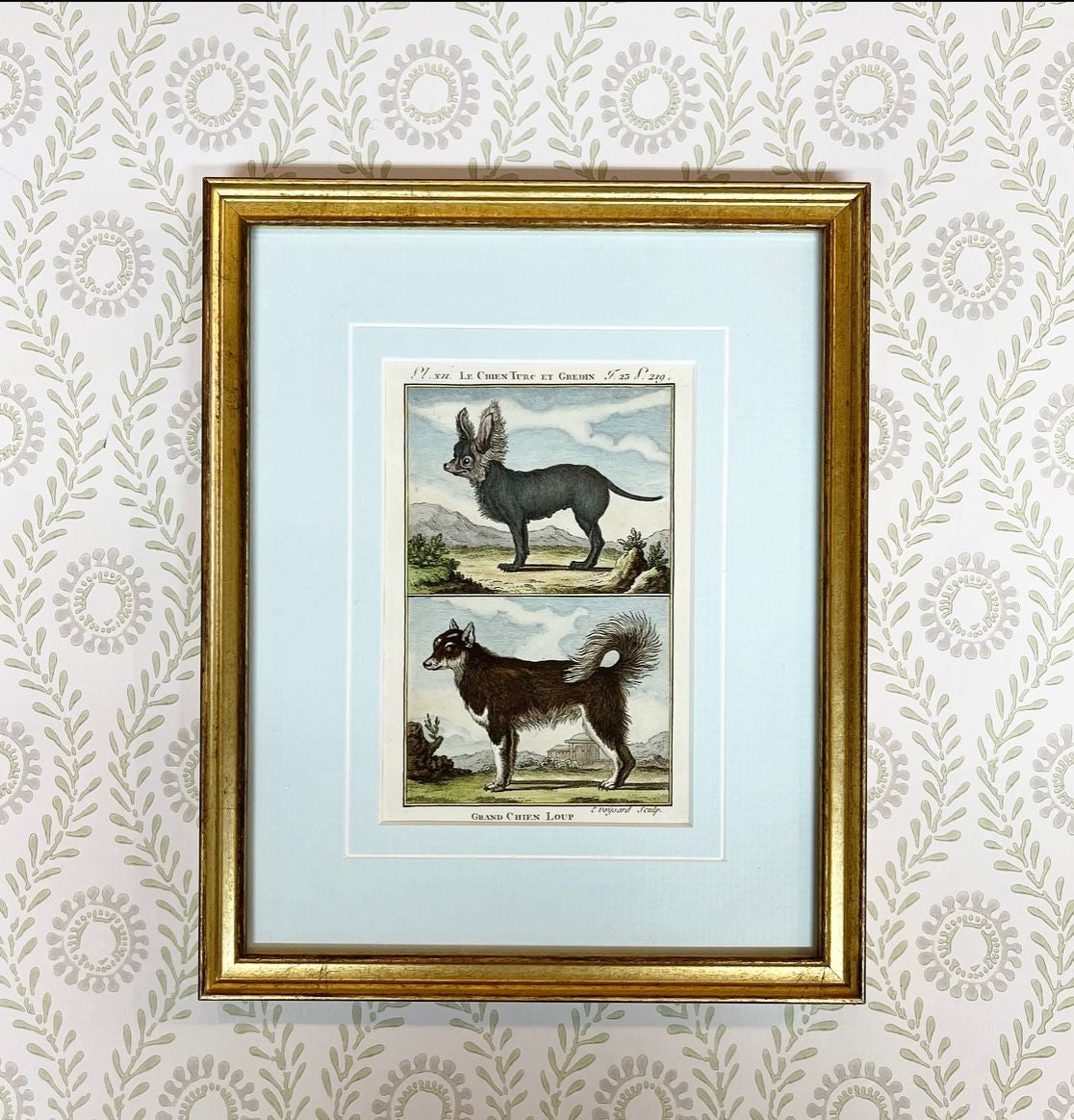 A Set of Nine French 18th Century Hand-Coloured Copper Engravings of Dog Breeds by Comte de Buffon