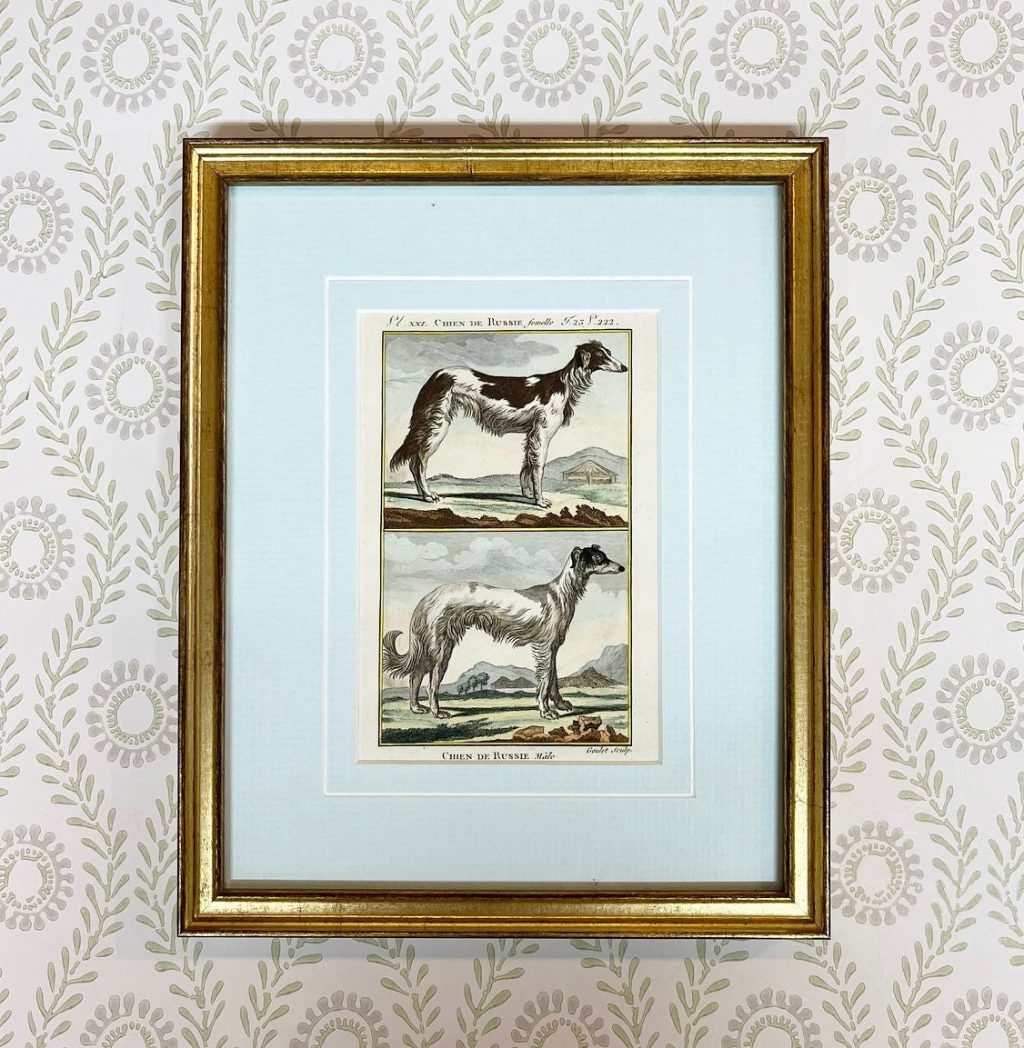 A Set of Nine French 18th Century Hand-Coloured Copper Engravings of Dog Breeds by Comte de Buffon