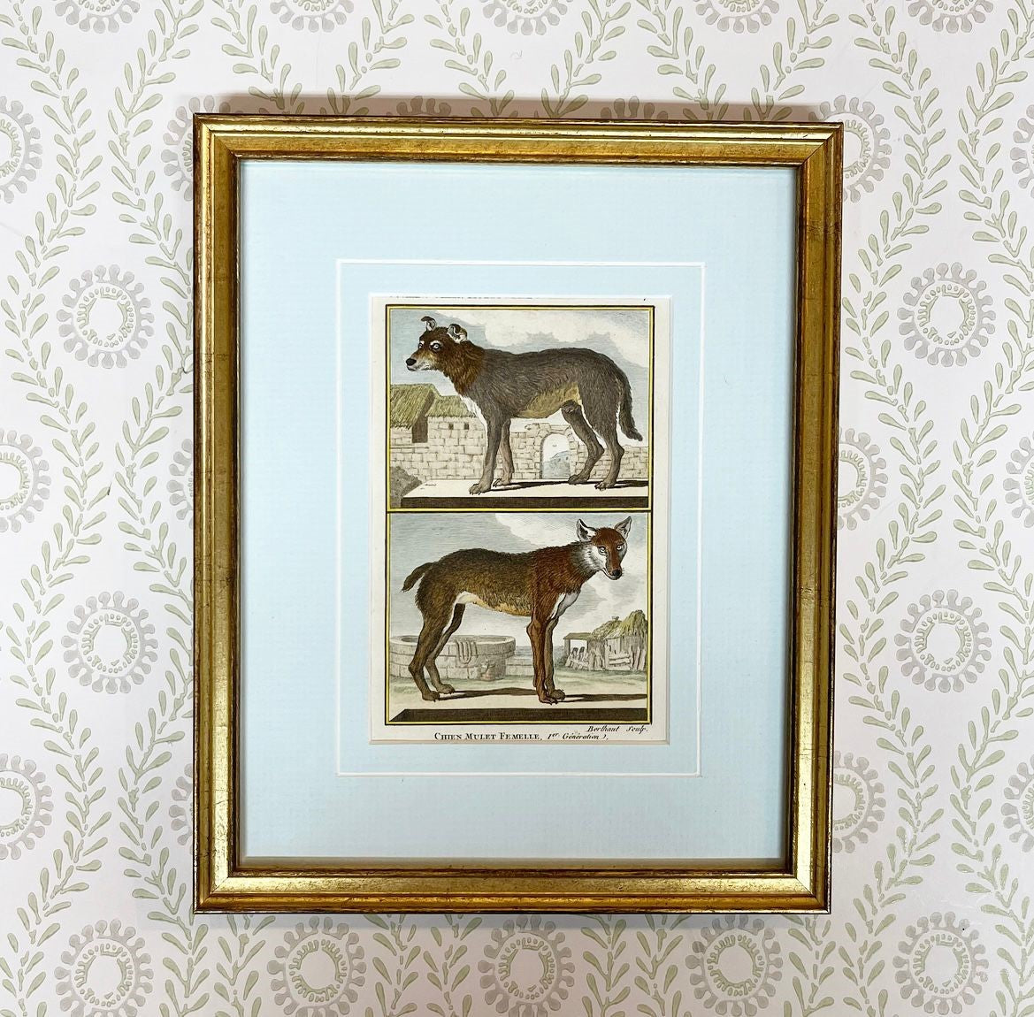 A Set of Nine French 18th Century Hand-Coloured Copper Engravings of Dog Breeds by Comte de Buffon