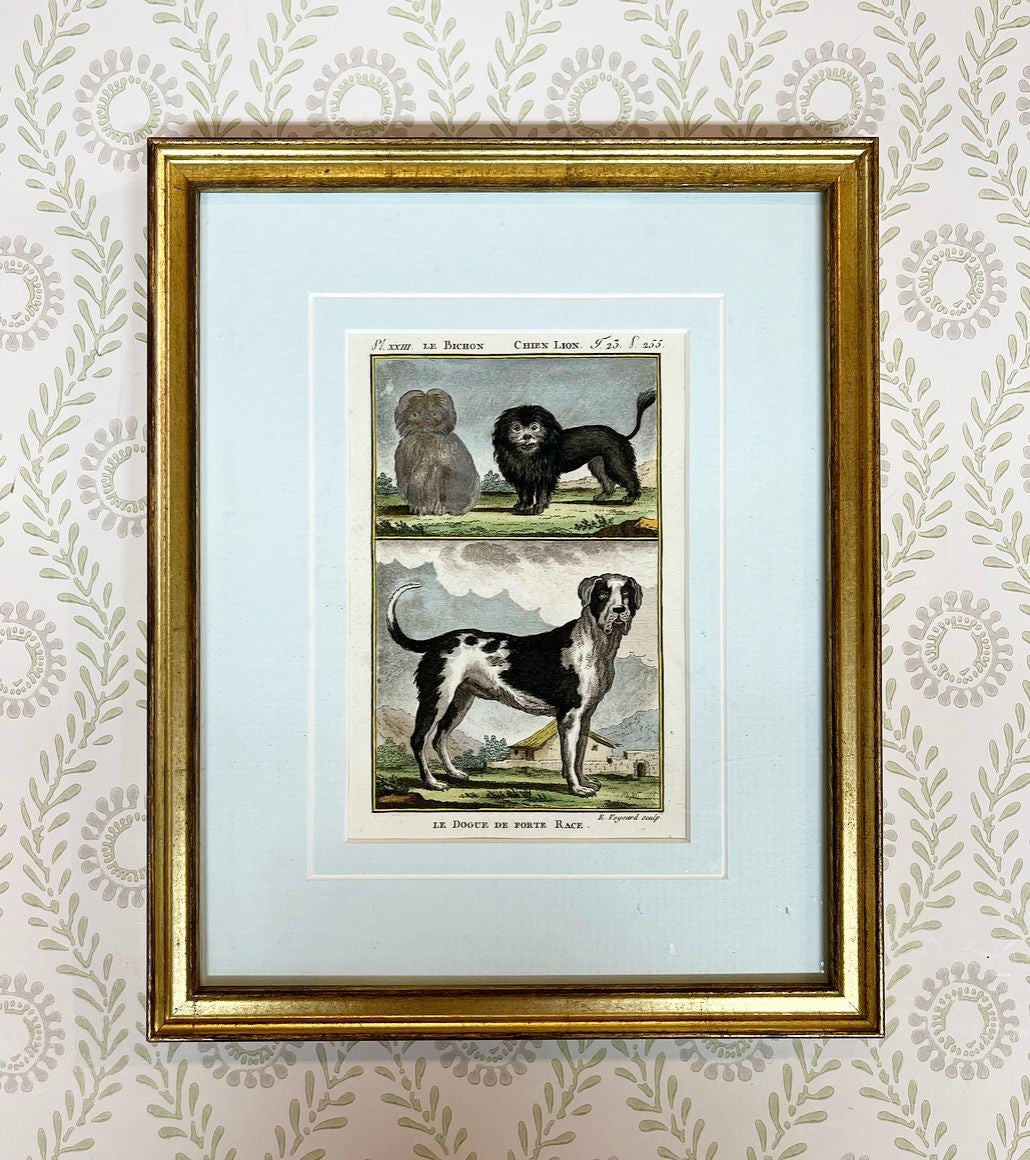 A Set of Nine French 18th Century Hand-Coloured Copper Engravings of Dog Breeds by Comte de Buffon