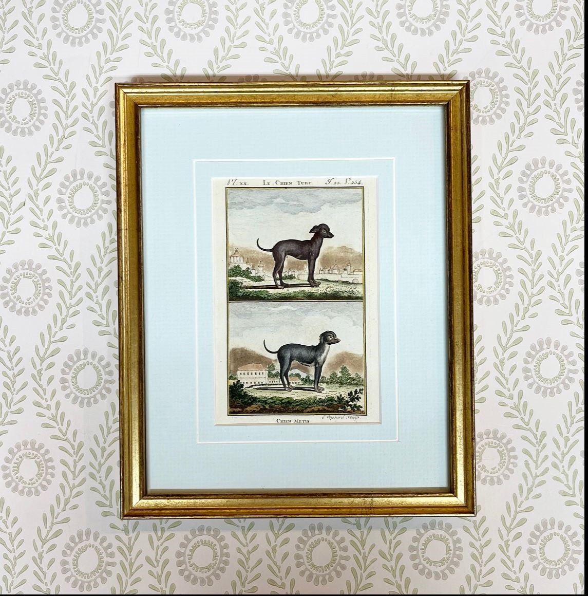 A Set of Nine French 18th Century Hand-Coloured Copper Engravings of Dog Breeds by Comte de Buffon