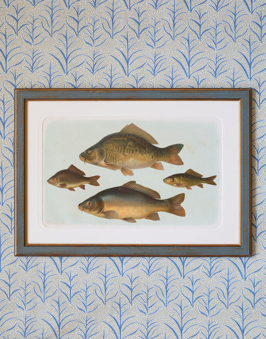 A Set of Six Early 20th Century Coloured Chromolithographs of Freshwater Fish from Central Europe