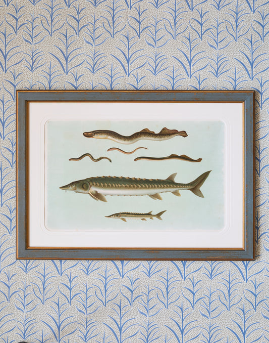 A Set of Six Early 20th Century Coloured Chromolithographs of Freshwater Fish from Central Europe