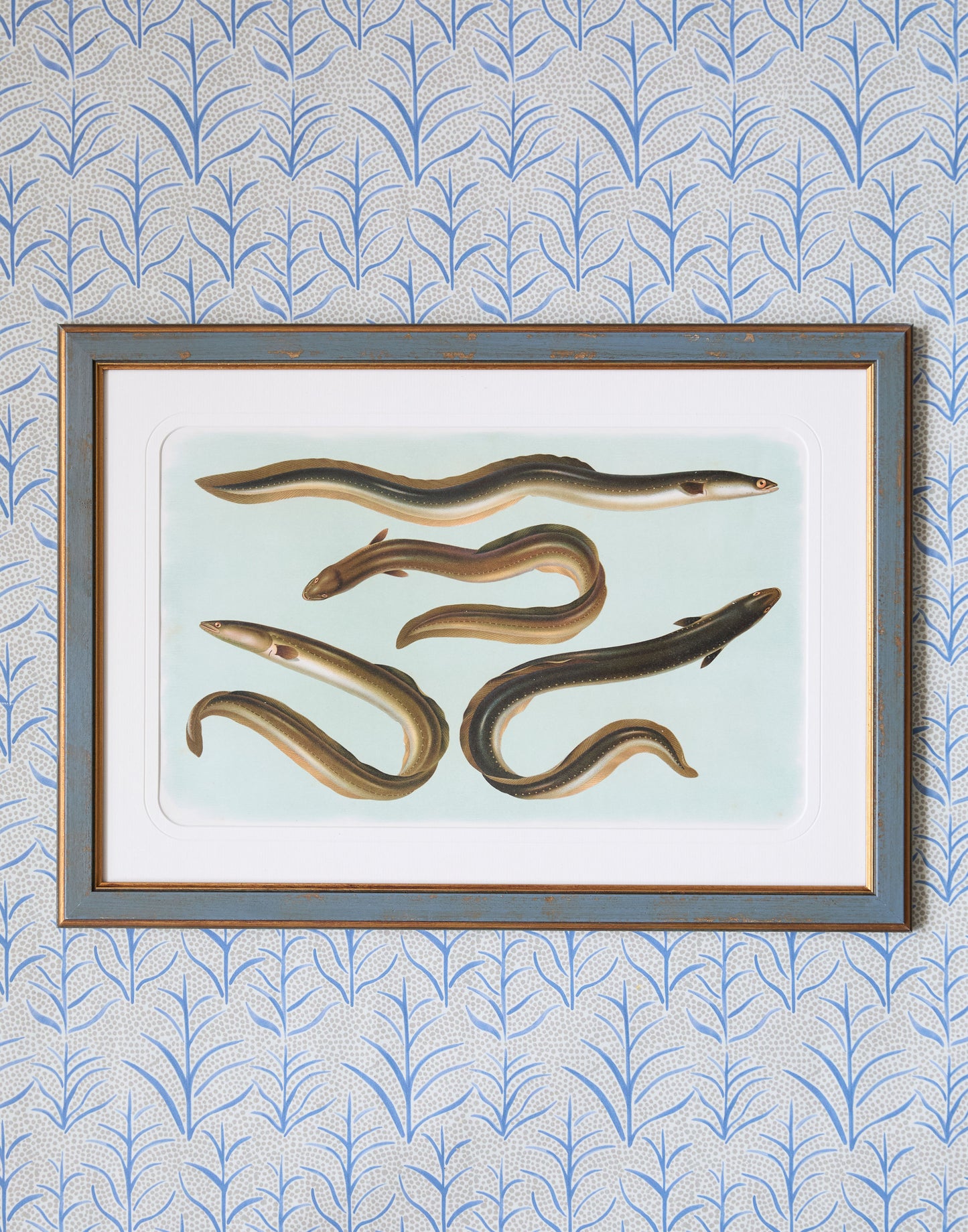 A Set of Six Early 20th Century Coloured Chromolithographs of Freshwater Fish from Central Europe