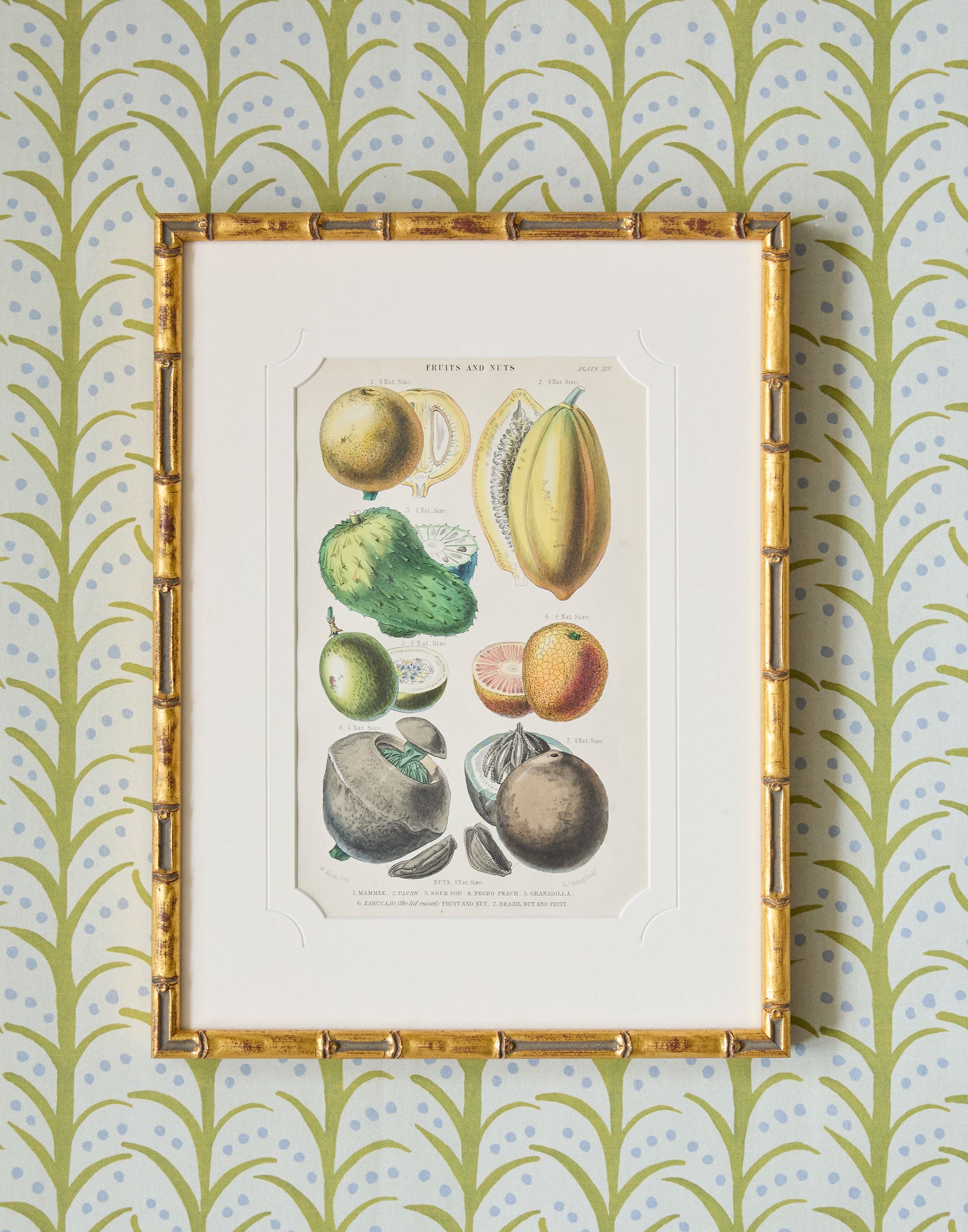 A Set of Four 19th Century Hand-Colour Copper Engravings of Fruitful Palms and Fruits and Nuts