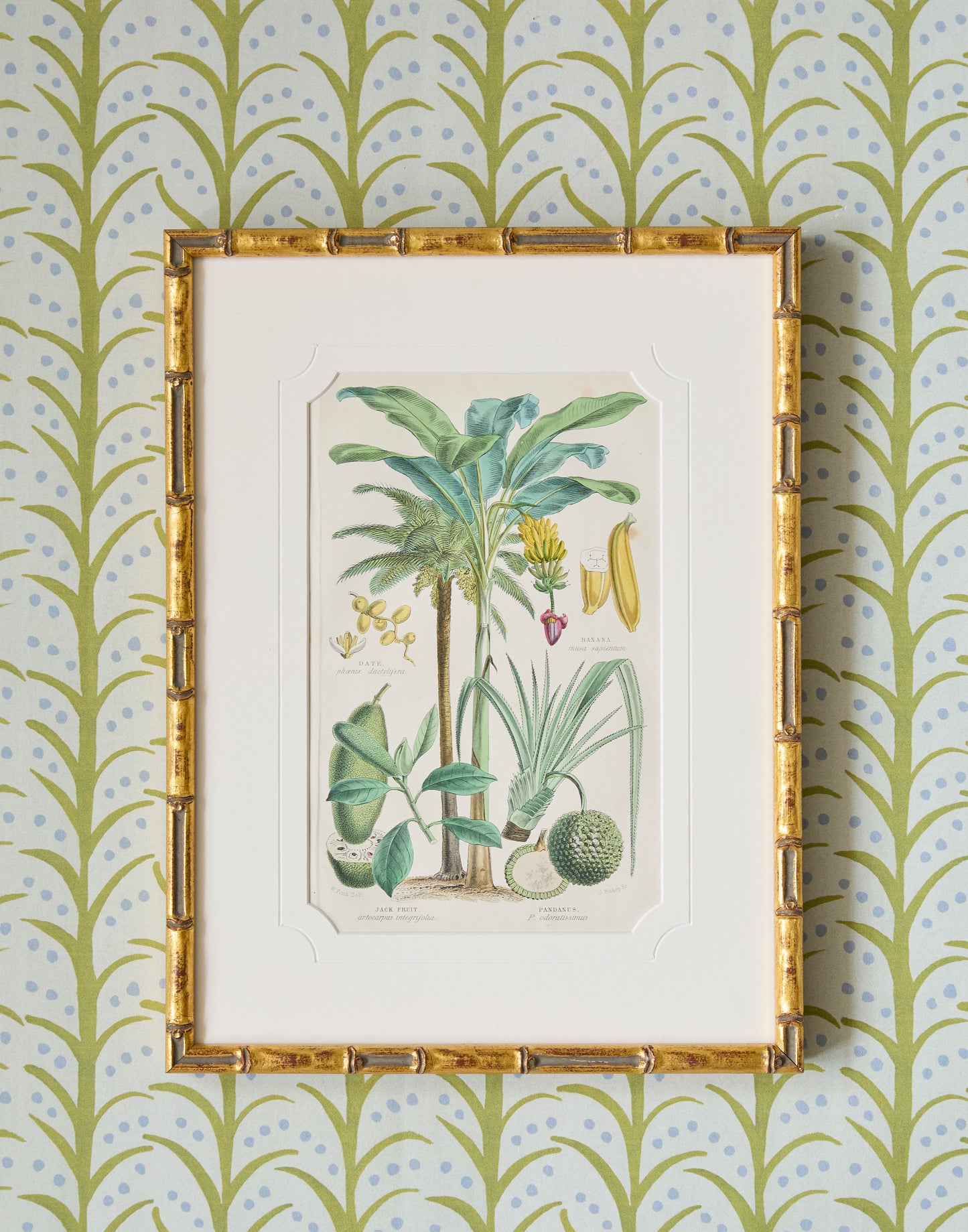 A Set of Four 19th Century Hand-Colour Copper Engravings of Fruitful Palms and Fruits and Nuts