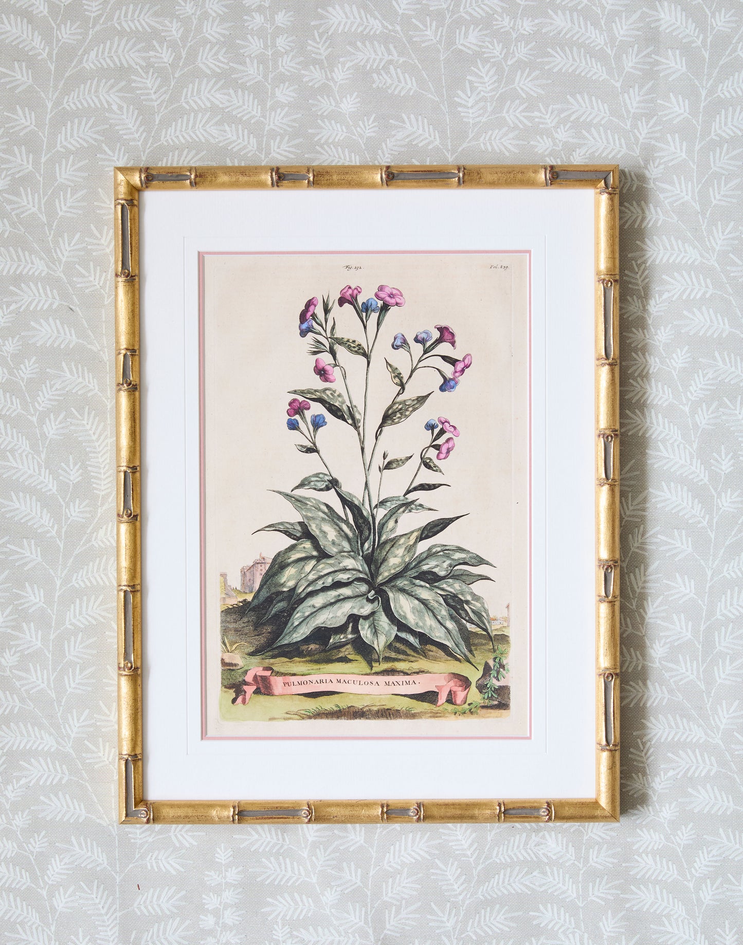 A Set of Eight Antique Hand-coloured Folio Copper Plate Prints by Abraham Munting (1626 - 1683)