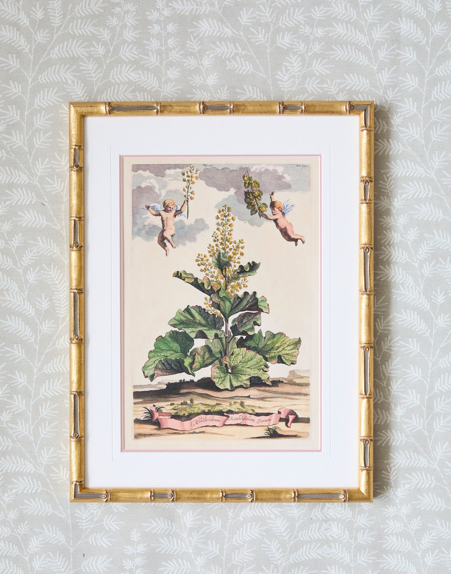 A Set of Eight Antique Hand-coloured Folio Copper Plate Prints by Abraham Munting (1626 - 1683)