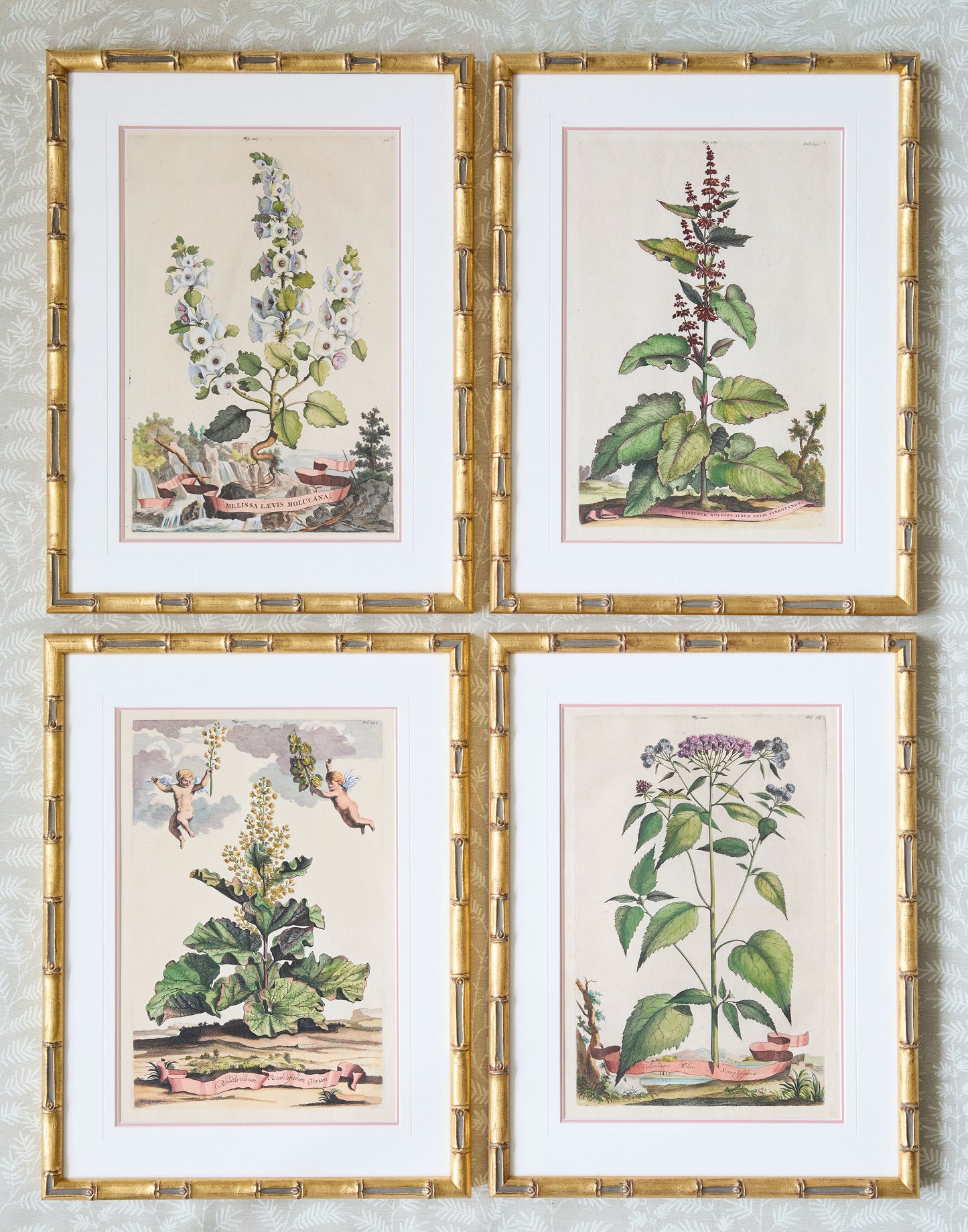 A Set of Eight Antique Hand-coloured Folio Copper Plate Prints by Abraham Munting (1626 - 1683)