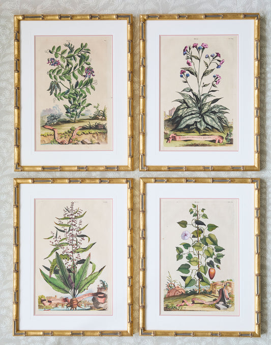 A Set of Eight Antique Hand-coloured Folio Copper Plate Prints by Abraham Munting (1626 - 1683)