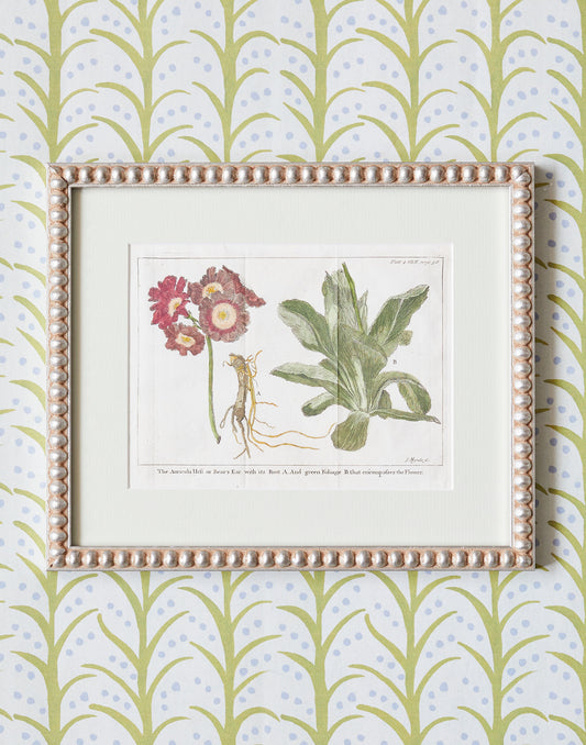 A Set of Ten 18th Century Hand-coloured Copper Engravings of Trees and Plants by James Mynde