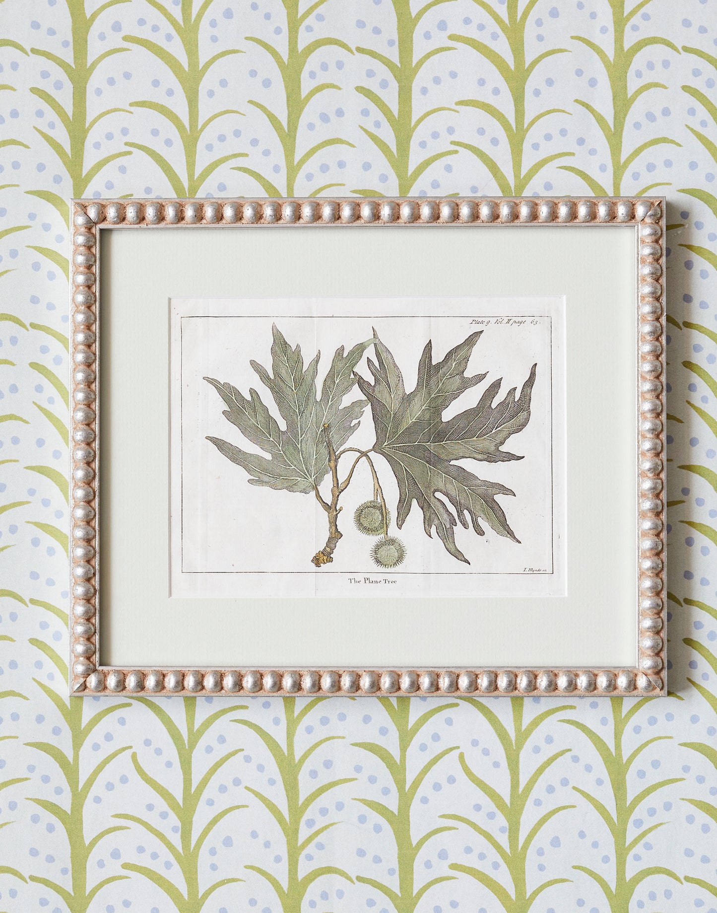 A Set of Six 18th Century Hand-coloured Copper Engravings of Trees and Plants by James Mynde