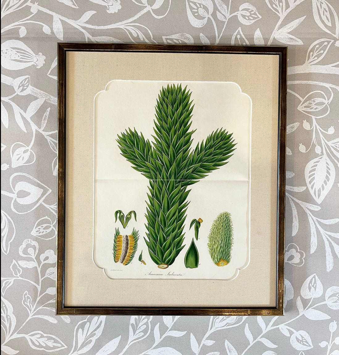 A Set of Fifteen 19th Century Hand-Coloured Engravings of Conifer Cones