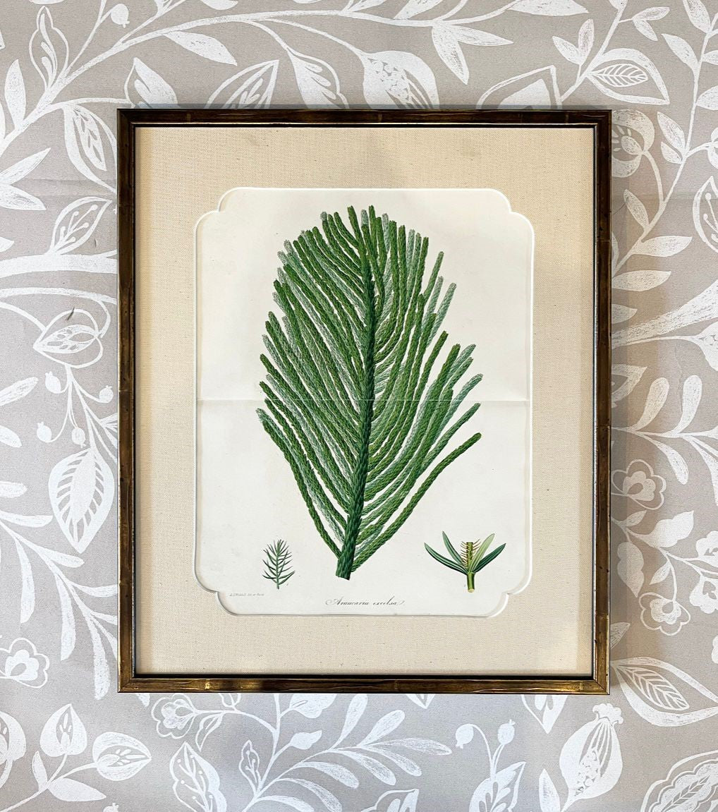 A Set of Fifteen 19th Century Hand-Coloured Engravings of Conifer Cones