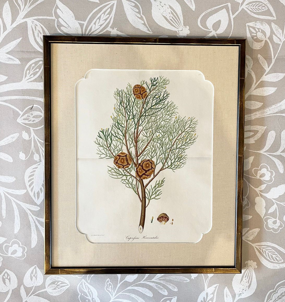 A Set of Fifteen 19th Century Hand-Coloured Engravings of Conifer Cones