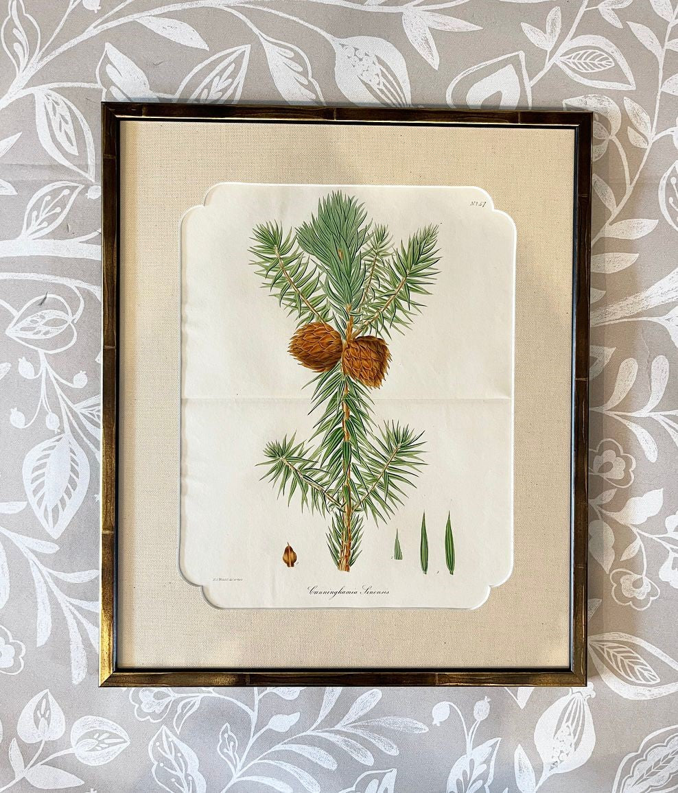 A Set of Fifteen 19th Century Hand-Coloured Engravings of Conifer Cones