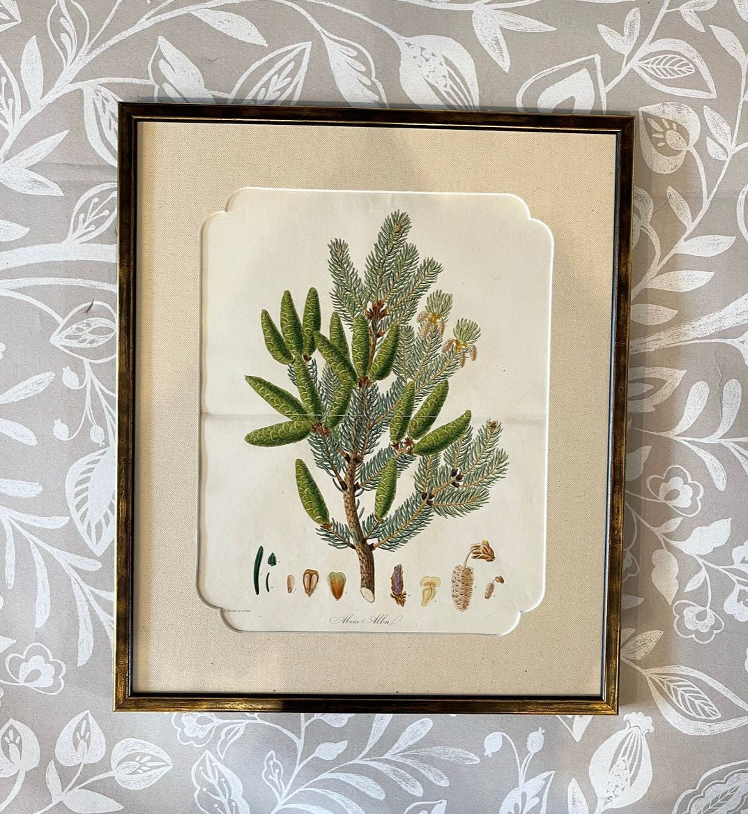 A Set of Fifteen 19th Century Hand-Coloured Engravings of Conifer Cones