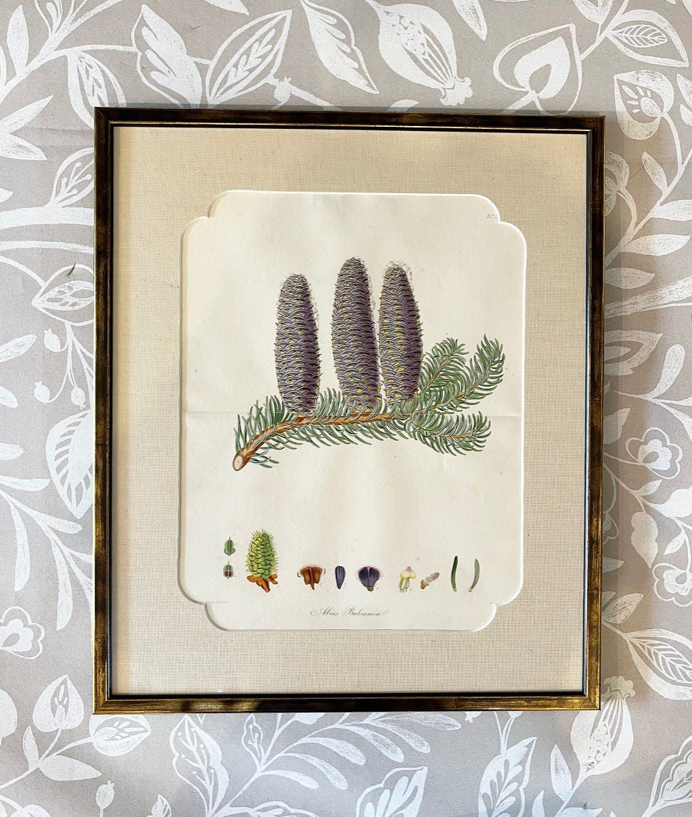 A Set of Fifteen 19th Century Hand-Coloured Engravings of Conifer Cones