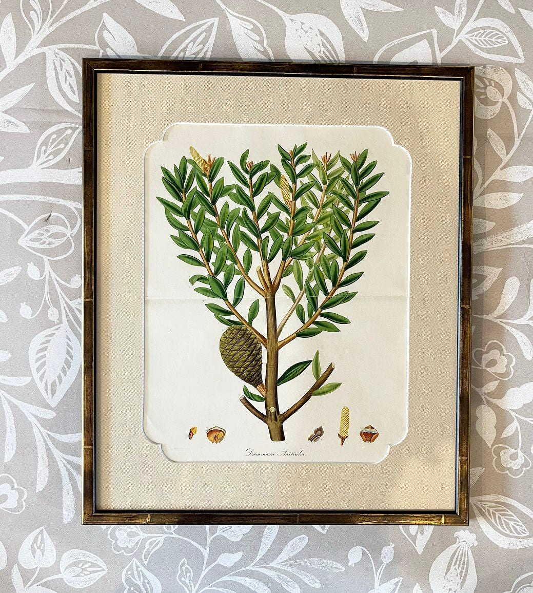 A Set of Fifteen 19th Century Hand-Coloured Engravings of Conifer Cones