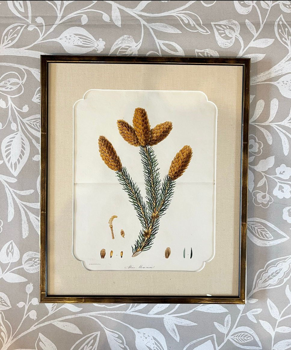 A Set of Fifteen 19th Century Hand-Coloured Engravings of Conifer Cones