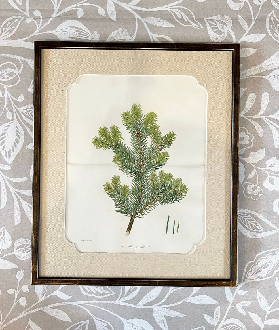 A Set of Fifteen 19th Century Hand-Coloured Engravings of Conifer Cones