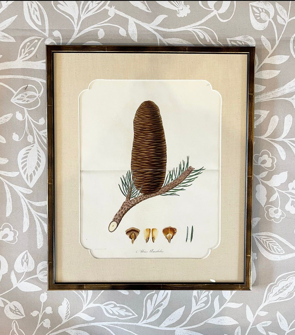 A Set of Fifteen 19th Century Hand-Coloured Engravings of Conifer Cones