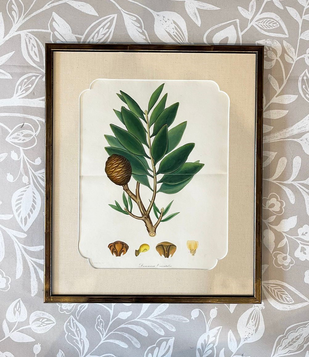 A Set of Fifteen 19th Century Hand-Coloured Engravings of Conifer Cones