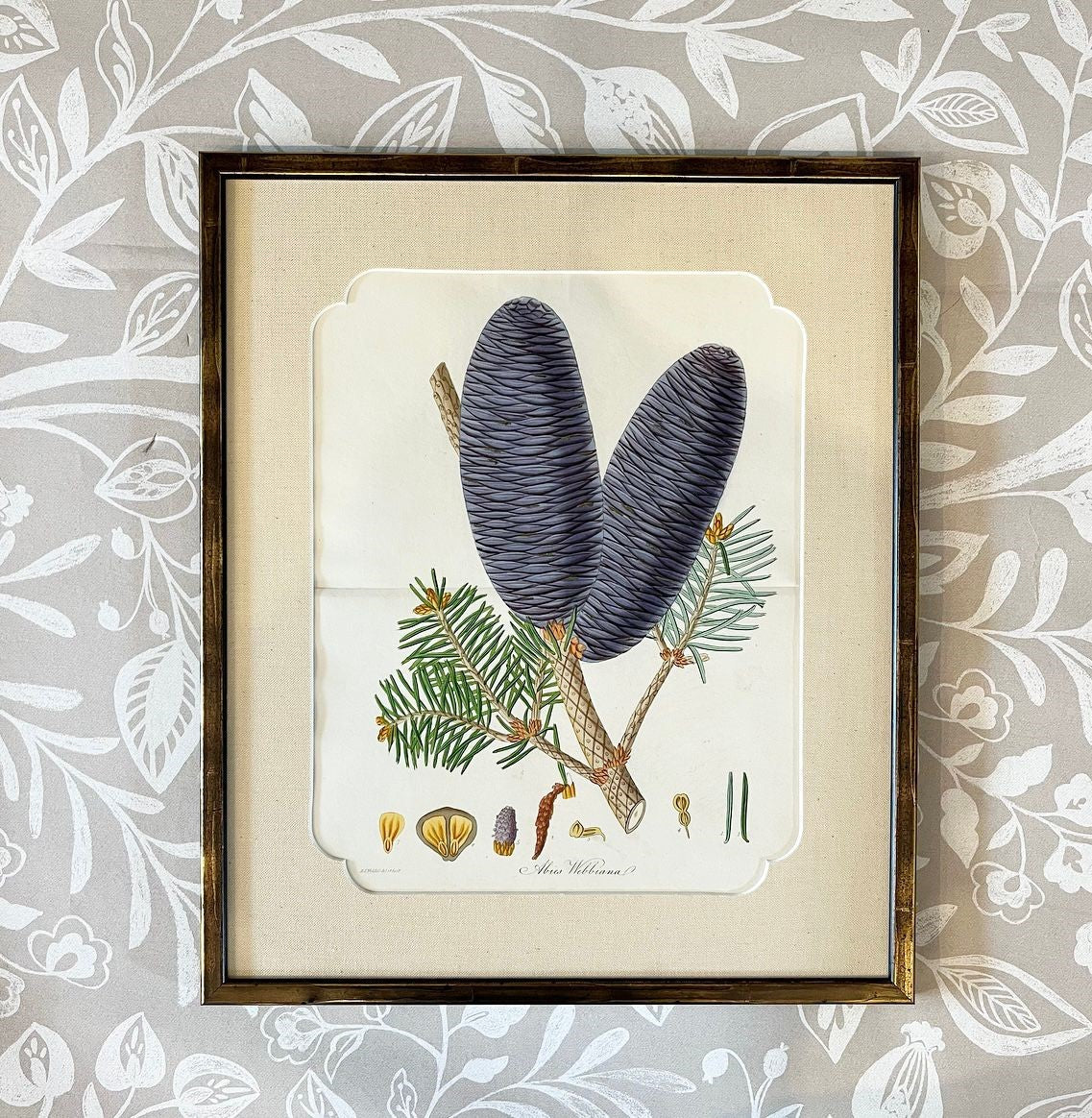 A Set of Fifteen 19th Century Hand-Coloured Engravings of Conifer Cones