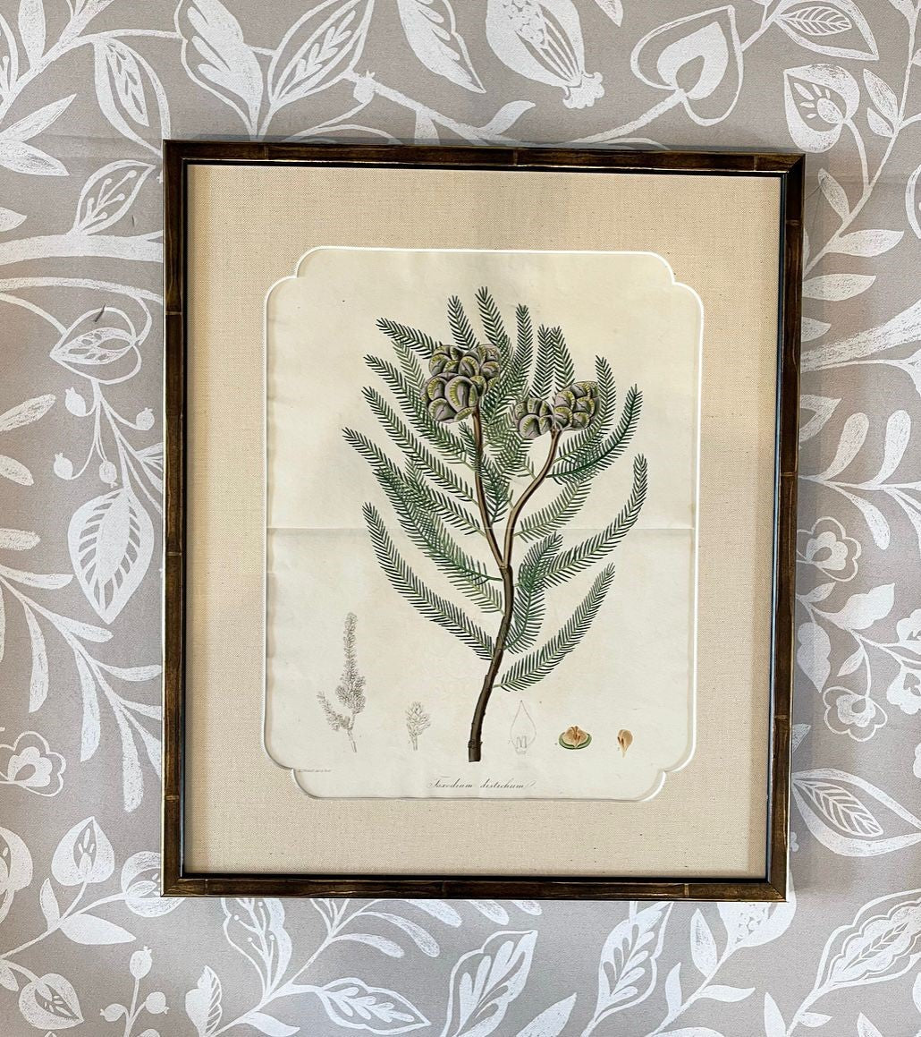 A Set of Fifteen 19th Century Hand-Coloured Engravings of Conifer Cones