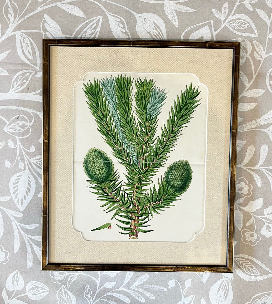 A Set of Fifteen 19th Century Hand-Coloured Engravings of Conifer Cones