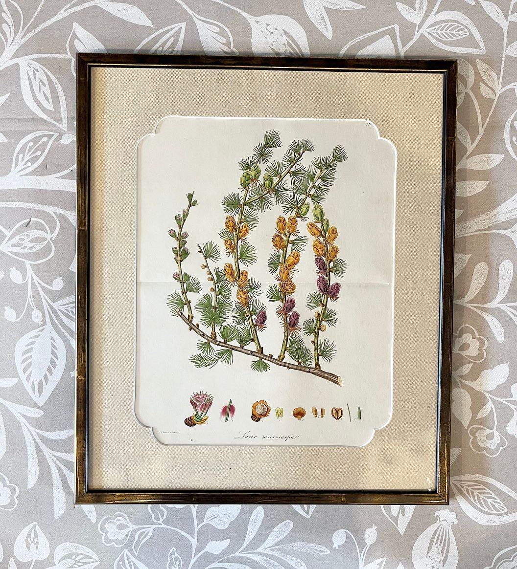 A Set of Fifteen 19th Century Hand-Coloured Engravings of Conifer Cones