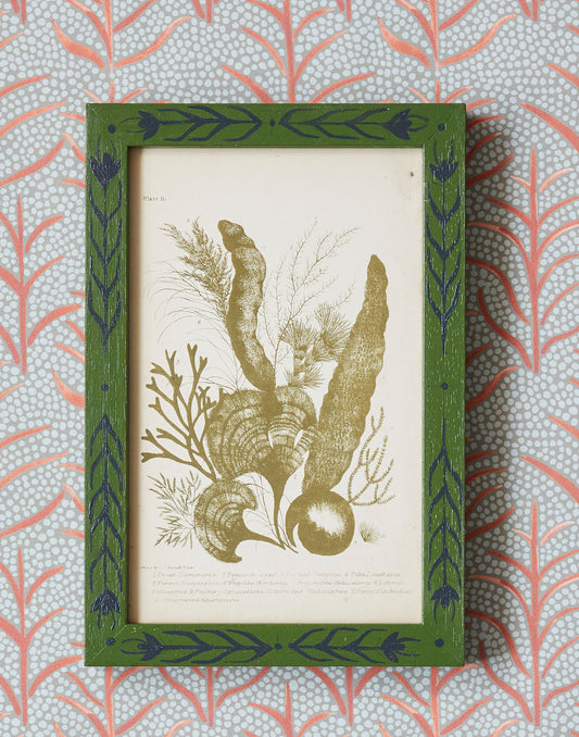 A Set of Four Nineteenth Century Hand-coloured Engravings of Seaweeds