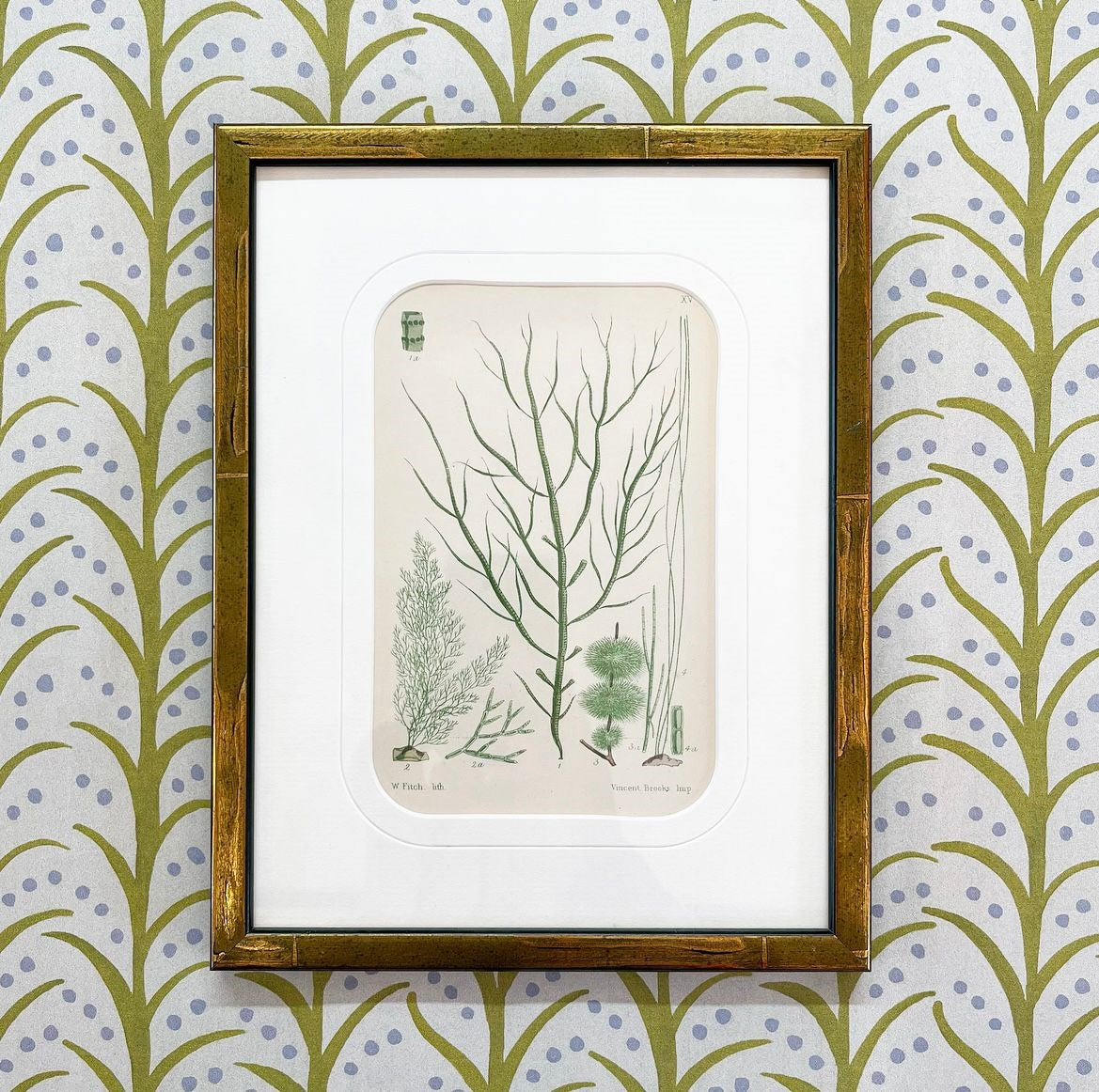 A Set of Three Antique Prints of British Seaweed