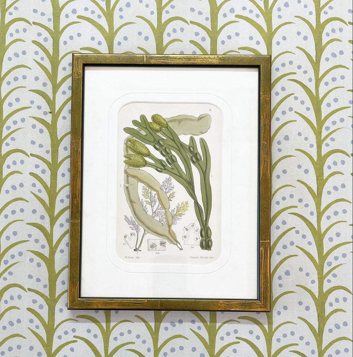 A Set of Three Antique Prints of British Seaweed