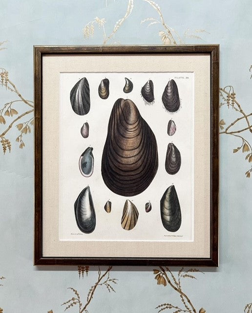 A Set of Six Early 19th Century Hand-Coloured Shell Engravings by Captain Thomas Brown