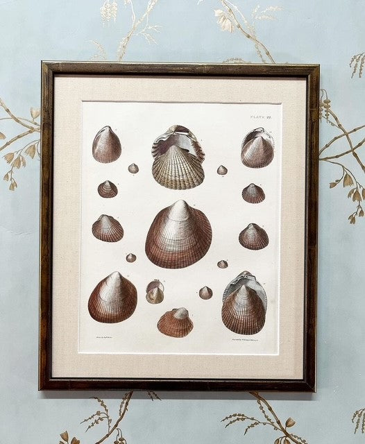 A Set of Six Early 19th Century Hand-Coloured Shell Engravings by Captain Thomas Brown