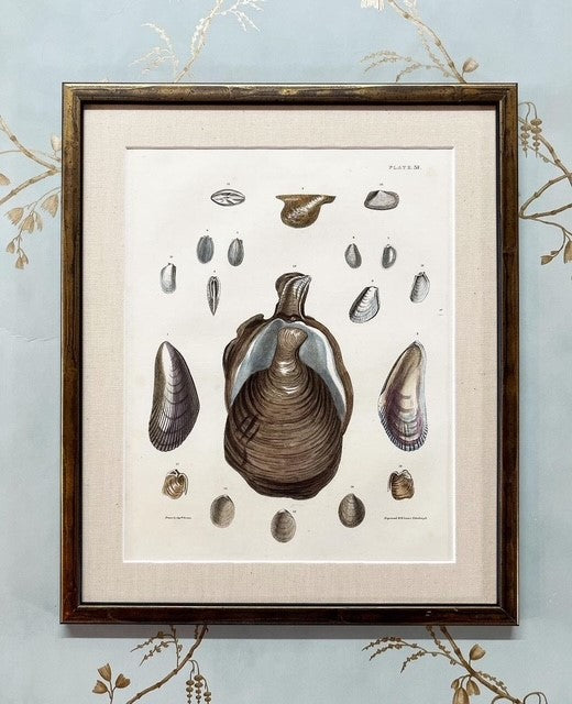 A Set of Six Early 19th Century Hand-Coloured Shell Engravings by Captain Thomas Brown