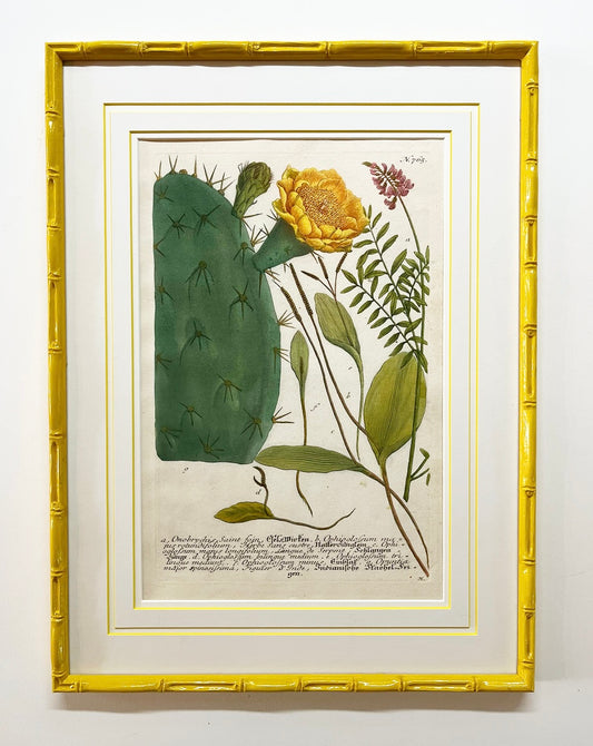 A Pair of Antique Engravings of Cacti by Johnann Weinmann