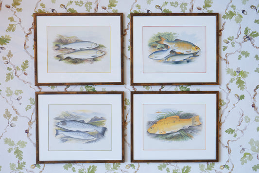 A Set of Hand-Coloured Antique Engravings from Reverend Houghton's British Fresh-Water Fishes