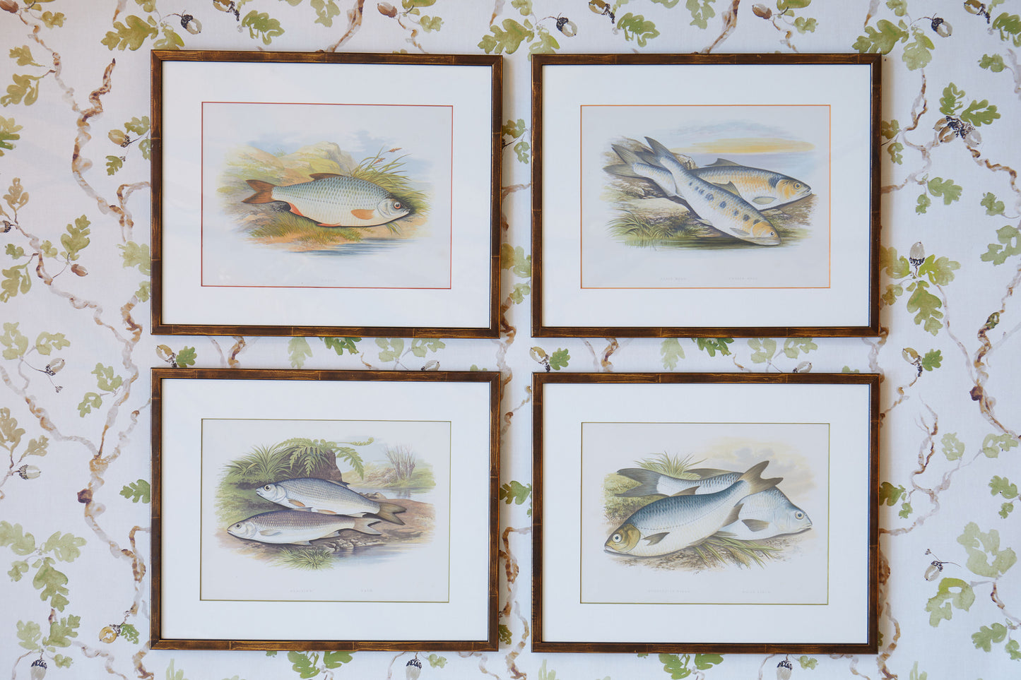 A Set of Hand-Coloured Antique Engravings from Reverend Houghton's British Fresh-Water Fishes