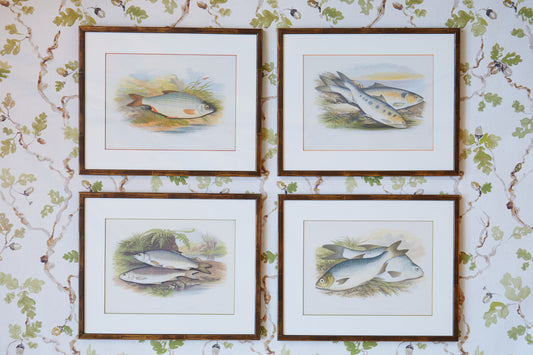 A Set of Hand-Coloured Antique Engravings from Reverend Houghton's British Fresh-Water Fishes