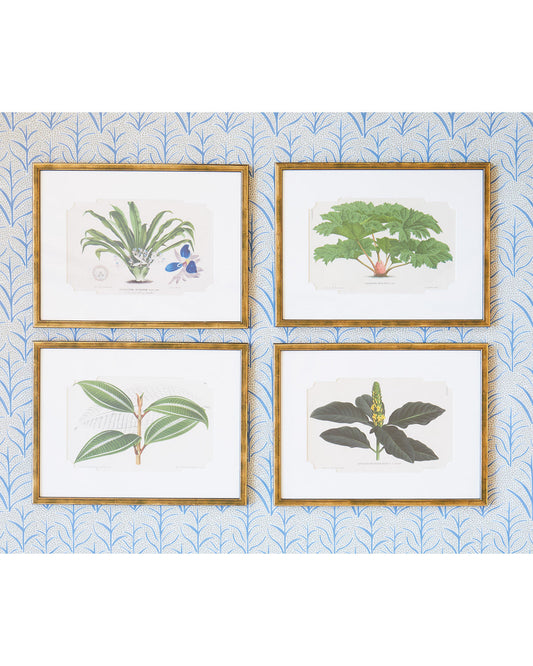 A set of Four Antique Chromolithograph Prints of Exotic Plants by Peter de Pannemaeker
