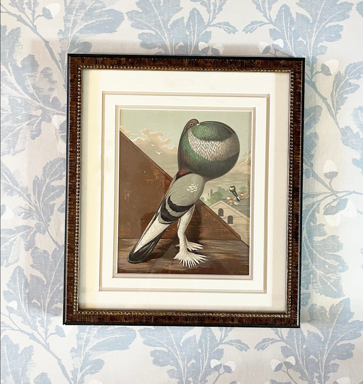 A Set of Antique Lithographs of Pigeons