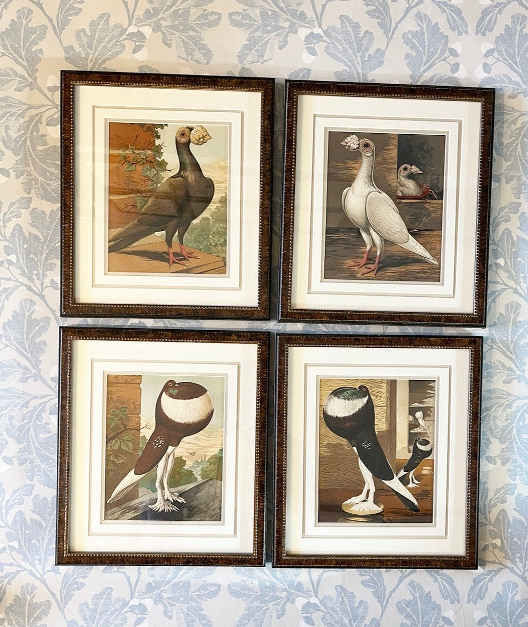 A Set of Antique Lithographs of Pigeons
