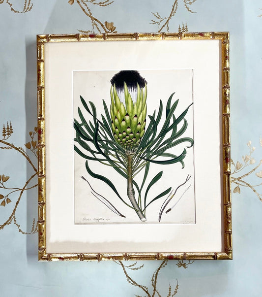 An Antique Hand-Coloured Original Engraving of Protea Longifolia