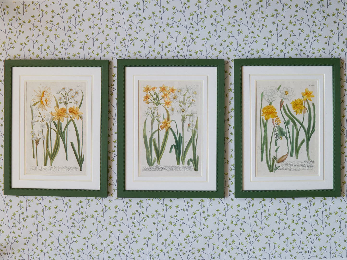 A Set of Early 18th Century Hand-Coloured Engravings of Narcissi by Johann Weinmann