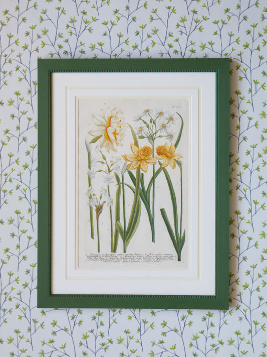 A Set of Early 18th Century Hand-Coloured Engravings of Narcissi by Johann Weinmann
