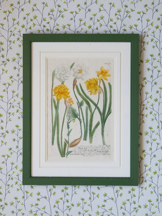 A Set of Early 18th Century Hand-Coloured Engravings of Narcissi by Johann Weinmann